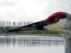 Sandhill Crane