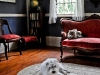 Dog and Cat